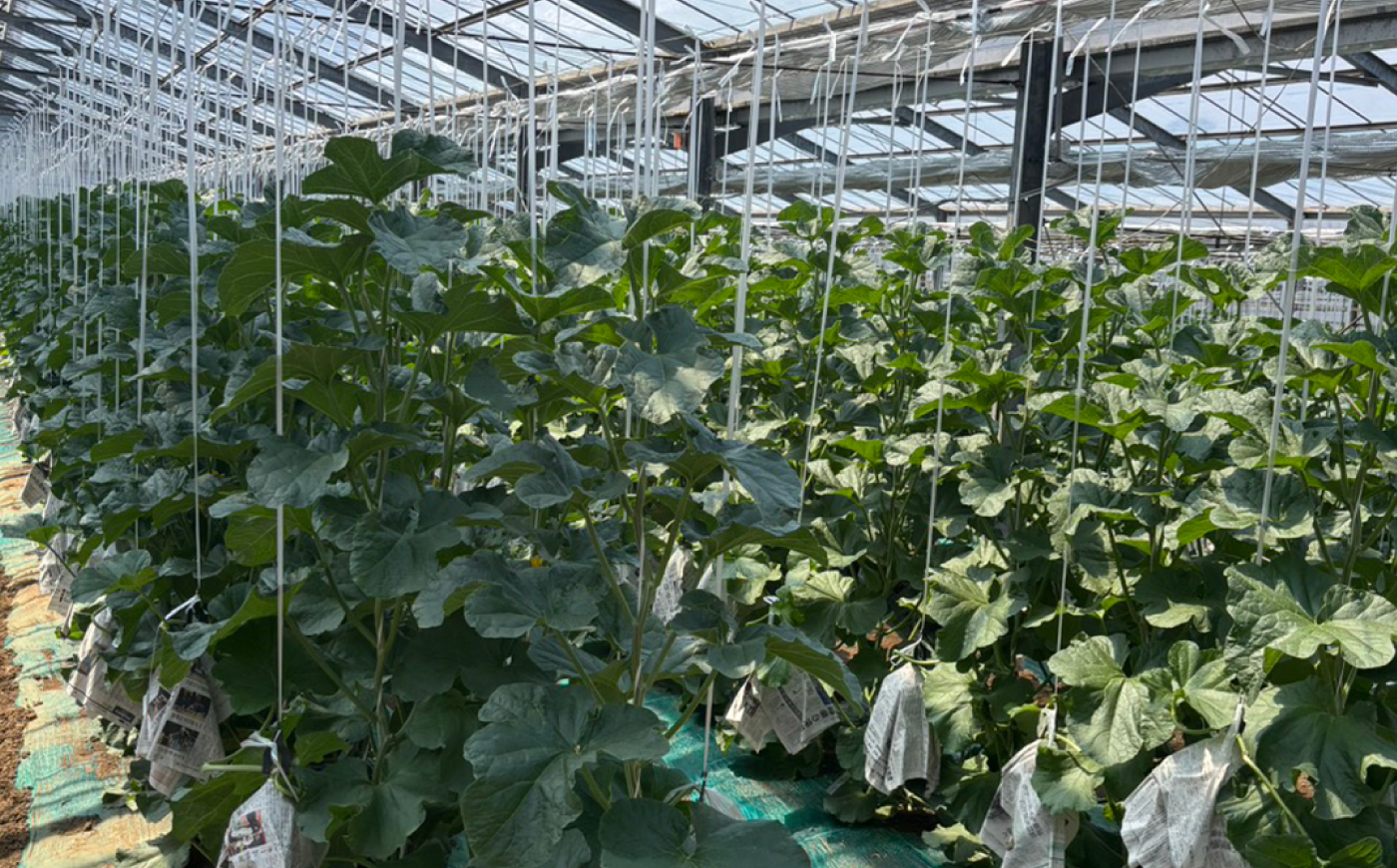 【数量限定30セット】神奈川県産 津久井浜 温室メロン アールスメロン 大玉 糖度16度前後 約2.0kg以上 1玉【小林マルモ農園】 [AKJG001]