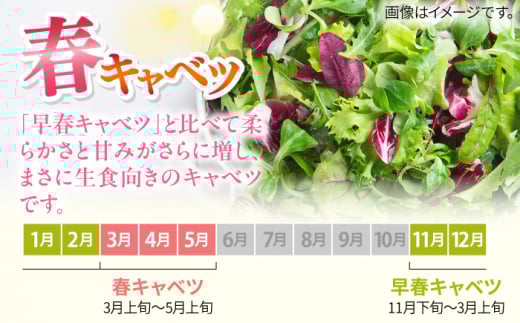 【先行予約】よこすか 春キャベツ 8玉入り キャベツ 春キャベツ きゃべつ 野菜 旬 サラダ 採れたて 新鮮 国産 こだわり すかなごっそ 神奈川県 横須賀市【JAよこすか葉山】 [AKFO005] 8000円 8千円