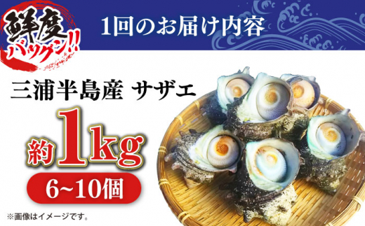 【全6回定期便】サザエ 1kg 6〜10個 三浦半島 さざえ バーベキュー BBQ 貝 直送 つぼ焼き 新鮮 獲れたて魚貝類 魚介類 魚介 海鮮 海の幸 名産品 特産品 定期【長井水産株式会社】 [AKAJ010]