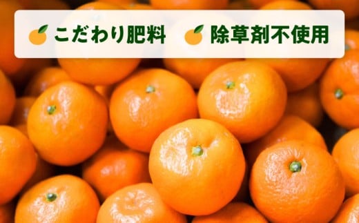 【先行予約】【約5kg】西南のひかり 蜜柑 ミカン 果物 柑橘 フルーツ 横須賀【志村農園】 [AKGH005-2]