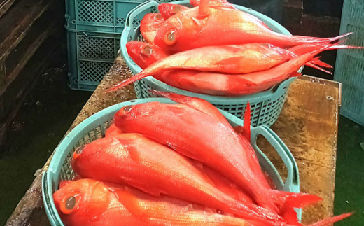 【全12回定期便】かながわブランド「三崎黒潮キンメ」鯛の特大干物 2枚入 約1400g 特大サイズ 金目鯛 干物 キンメの開き 冷凍便 定期  【長井水産株式会社】 [AKAJ026]