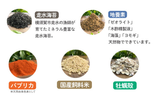 飼い方にこだわり餌にこだわった「姫様のたまご」 20個 卵 たまご 【横須賀商工会議所　おもてなしギフト事務局（岩沢ポートリー）】 [AKET007]