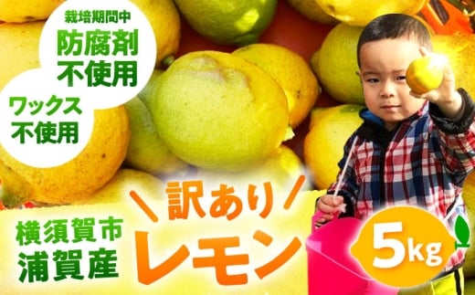 【先行予約】【数量限定20セット】浦賀産 訳ありレモン 5kg【ファーマシーガーデン浦賀】 [AKBG007]