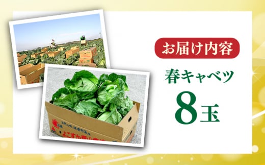 【先行予約】よこすか 春キャベツ 8玉入り キャベツ 春キャベツ きゃべつ 野菜 旬 サラダ 採れたて 新鮮 国産 こだわり すかなごっそ 神奈川県 横須賀市【JAよこすか葉山】 [AKFO005] 8000円 8千円