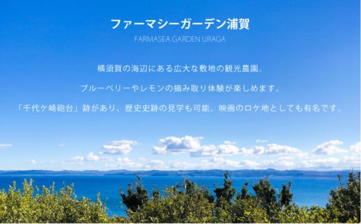 オリジナルTシャツ CHIYOGASAKI メンズMサイズ 横須賀 【ファーマシーガーデン浦賀】 [AKBG005]