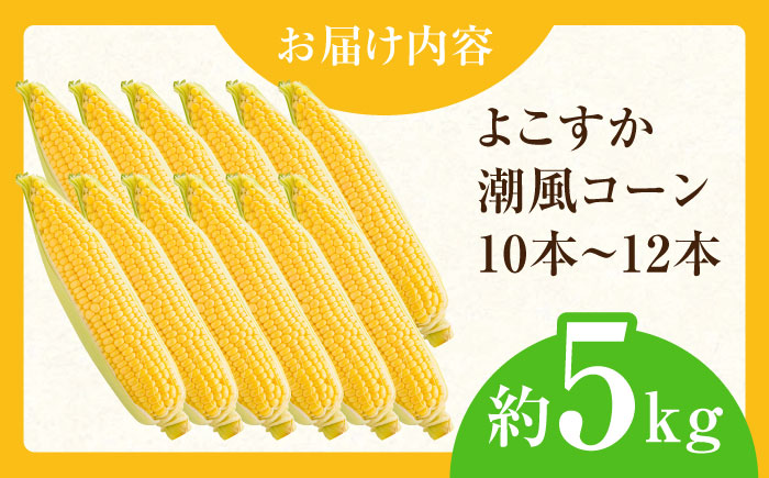 【先行予約】【数量限定100セット】よこすか潮風コーン 10本〜12本 計約5kg トウモロコシ とうもろこし 野菜 農園 濃厚 横須賀【井上農園】 [AKDJ002]