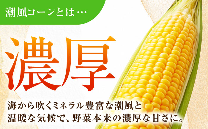 【先行予約】【数量限定100セット】よこすか潮風コーン 10本〜12本 計約5kg トウモロコシ とうもろこし 野菜 農園 濃厚 横須賀【井上農園】 [AKDJ002]
