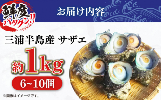 三浦半島 サザエ 中サイズ 約1kg 6〜10個  さざえ 産地直送 貝 冷蔵 【長井水産株式会社】 [AKAJ004]