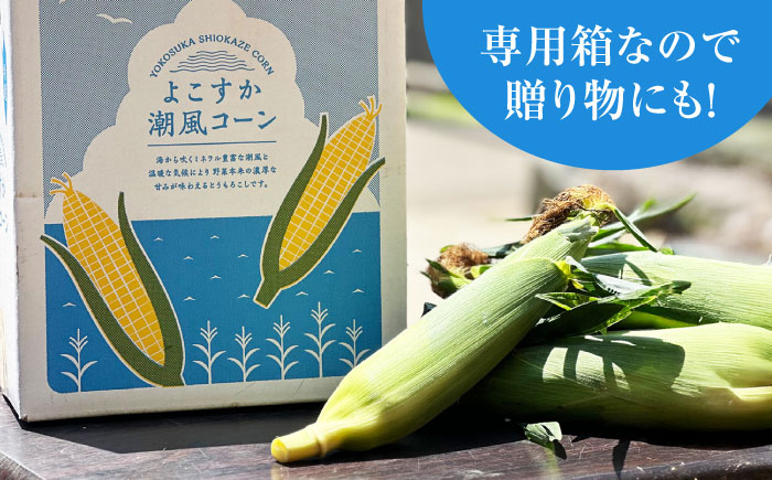 【先行予約】【数量限定100セット】よこすか潮風コーン 10本〜12本 計約5kg トウモロコシ とうもろこし 野菜 農園 濃厚 横須賀【井上農園】 [AKDJ002]