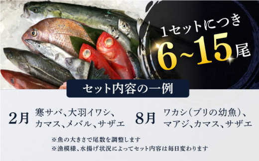 【全6回定期便】旬のおまかせ 厳選鮮魚セット 3～4人前(2～3魚種) 三浦半島産 旬の鮮魚 詰め合わせ セット プロが厳選  横須賀 鮮度抜群 海の幸 生魚 定期 海鮮 魚介 獲れたて【長井水産株式会社】 [AKAJ016]