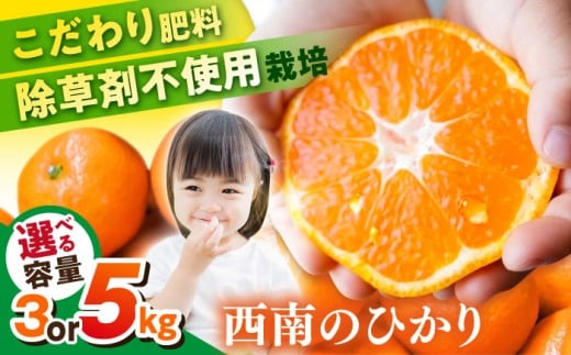 【先行予約】【選べる容量！】 西南のひかり 蜜柑 ミカン 果物 柑橘 フルーツ 横須賀【志村農園】 [AKGH005]