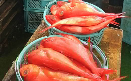 【全3回 隔月 定期便】かながわブランド「三崎黒潮キンメ」鯛の特大干物 2枚入 約1400g セット 神奈川 三浦 三崎 魚 金目 干物 特大サイズ キンメの開き おつまみ 三浦半島 計約1.4kg 2枚 3回 隔月 【長井水産株式会社】 [AKAJ008]