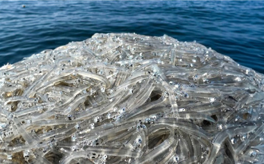 釜揚げ 湘南しらす 1kg  / しらす 湘南 ふわふわ 食感 冷凍 国産 シラス お取り寄せ 人気 大容量 佐島 横須賀 かながわブランド 神奈川県【平敏丸】 [AKEZ003]