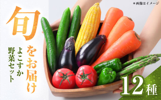 横須賀産野菜セット 大盛り 12種 詰め合わせ　野菜 セット 詰め合わせ 横須賀 横須賀野菜 キャベツ 玉ねぎ ブロッコリー なす にんじん きゅうり さつまいも 里芋 ゴーヤ 大根 ほうれん草【横須賀商工会議所 おもてなしギフト事務局（三浦半島直売所）】 [AKES004]