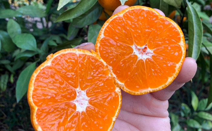 【年内発送の受付は12月22日まで！】温州みかん LLサイズ 約10kg 津久井浜みかん 蜜柑 ミカン 果物 柑橘 フルーツ 横須賀 年内発送【志村農園】 [AKGH004-3]