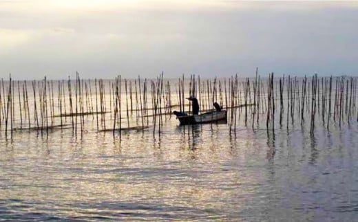走水 焼のり 5帖（10枚×5）海苔 ノリ やきのり 走水海苔  かながわブランド 横須賀【株式会社向井製茶問屋】 [AKBB003]