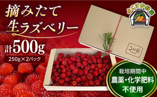 【先行予約】【数量限定30セット】ラズベリー 生食用 250g×2パック 計500g【SHO farm】 [AKDD001]