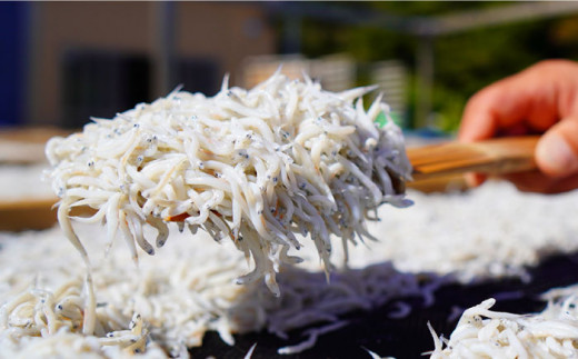 釜揚げ 湘南しらす 1kg  / しらす 湘南 ふわふわ 食感 冷凍 国産 シラス お取り寄せ 人気 大容量 佐島 横須賀 かながわブランド 神奈川県【平敏丸】 [AKEZ003]