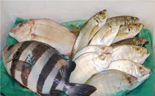 【全3回定期便】旬のおまかせ 厳選鮮魚セット 3～4人前(2～3魚種) 三浦半島産 旬の鮮魚 詰め合わせ セット プロが厳選  横須賀 鮮度抜群 海の幸 生魚 定期 海鮮 魚介 獲れたて【長井水産株式会社】 [AKAJ015]