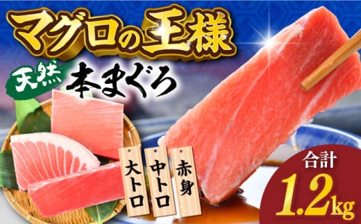 天然 本まぐろ 大トロ・中トロ・赤身（約200ｇ×6柵）約1200ｇ 鮪 マグロ 魚 刺身 食べ比べ まぐろ 横須賀【横須賀商工会議所 おもてなしギフト事務局（本まぐろ直売所 横須賀本店）】 [AKAK019]