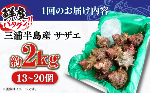 【全6回定期便】サザエ 2kg 13～20個 三浦半島 さざえ バーベキュー BBQ 直送 つぼ焼き 新鮮 獲れたて 魚貝類 魚介類 魚介 海鮮 海の幸 貝 名産品 特産品 定期【長井水産株式会社】 [AKAJ013]