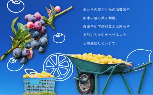 オリジナルTシャツ CHIYOGASAKI メンズMサイズ 横須賀 【ファーマシーガーデン浦賀】 [AKBG005]