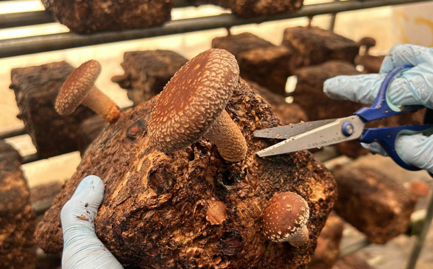 【先行予約】【数量限定150セット】不揃い肉厚しいたけ 約1kg【株式会社ローランズ】 [AKIO001]