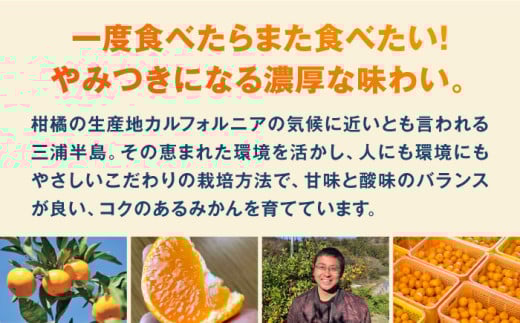 【約10㎏】温州みかん Lサイズ 津久井浜みかん 蜜柑 蜜柑 ミカン 果物 柑橘 フルーツ 横須賀【志村農園】 [AKGH003-3]