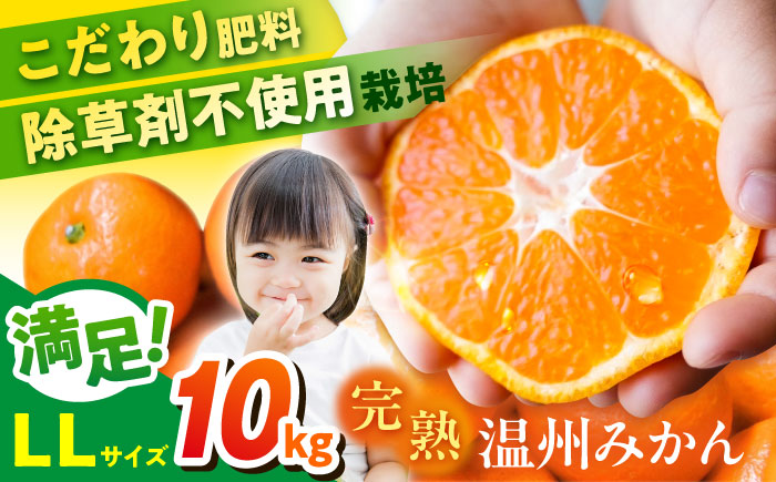 温州みかん LLサイズ 約10kg 津久井浜みかん 蜜柑 ミカン 果物 柑橘 フルーツ 横須賀【志村農園】 [AKGH004-3]