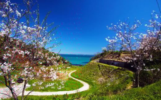 オリジナルTシャツ CHIYOGASAKI メンズMサイズ 横須賀 【ファーマシーガーデン浦賀】 [AKBG005]