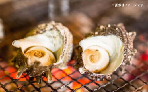 【全3回定期便】サザエ 1kg 6～10個 三浦半島 さざえ バーベキュー BBQ 貝 直送 つぼ焼き 獲れたて 魚貝類 魚介類 魚介 海鮮 新鮮 海の幸 名産品 特産品 定期【長井水産株式会社】 [AKAJ009]