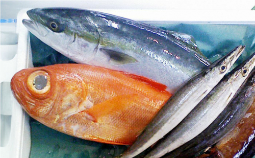 【全6回定期便】旬のおまかせ 厳選鮮魚セット 3～4人前(2～3魚種) 三浦半島産 旬の鮮魚 詰め合わせ セット プロが厳選  横須賀 鮮度抜群 海の幸 生魚 定期 海鮮 魚介 獲れたて【長井水産株式会社】 [AKAJ016]