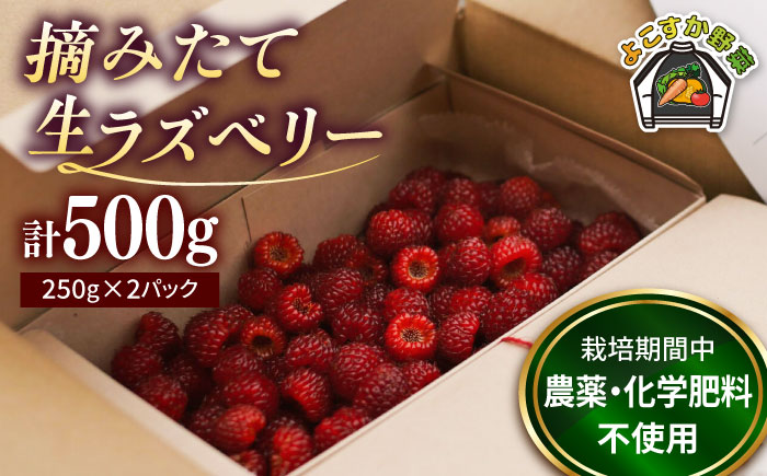 【先行予約】【数量限定30セット】ラズベリー 生食用 250g×2パック 計500g【SHO farm】 [AKDD001]