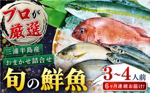 【全6回定期便】旬のおまかせ 厳選鮮魚セット 3～4人前(2～3魚種) 三浦半島産 旬の鮮魚 詰め合わせ セット プロが厳選  横須賀 鮮度抜群 海の幸 生魚 定期 海鮮 魚介 獲れたて【長井水産株式会社】 [AKAJ016]