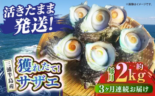【全3回定期便】サザエ 2kg 13～20個 三浦半島 さざえ バーベキュー BBQ 貝 直送 つぼ焼き 新鮮 獲れたて 魚貝類 魚介類 魚介 海鮮 海の幸 名産品 特産品 定期【長井水産株式会社】 [AKAJ012]