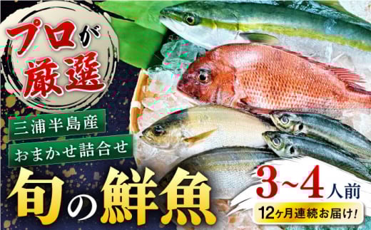 【全12回定期便】旬のおまかせ 厳選鮮魚セット 3～4人前(2～3魚種) プロが厳選 三浦半島産 旬 鮮魚 おまかせ 詰め合わせ 冷蔵便 定期 鮮魚 海の幸 魚介 海鮮 新鮮 産地直送【長井水産株式会社】 [AKAJ023]