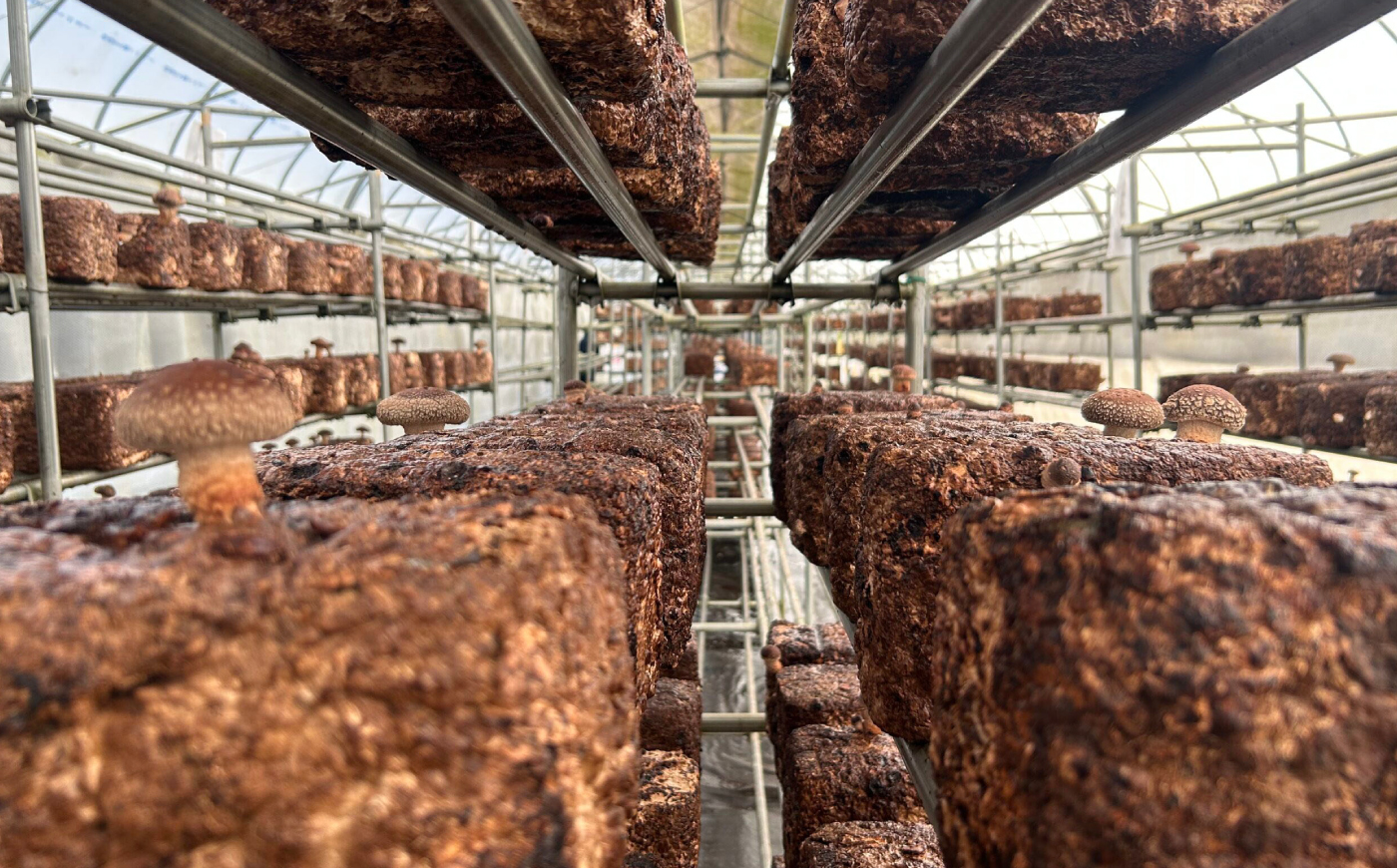 【先行予約】【数量限定150セット】不揃い肉厚しいたけ 約1kg【株式会社ローランズ】 [AKIO001]