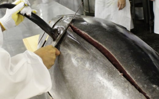 まぐろ ねぎとろ 約1kg（約250g×4パック）【横須賀商工会議所 おもてなしギフト事務局（本まぐろ直売所 横須賀本店）】 [AKAK005]