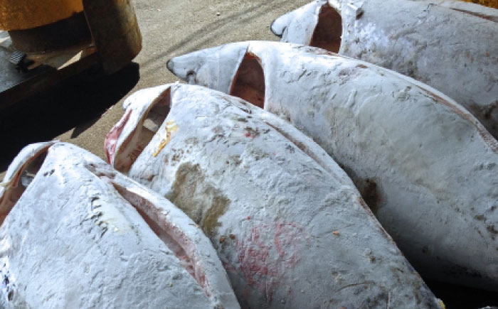 天然 まぐろ ねぎとろ 約500g（約250g×2パック）【横須賀商工会議所 おもてなしギフト事務局（本まぐろ直売所 横須賀本店）】 [AKAK121]