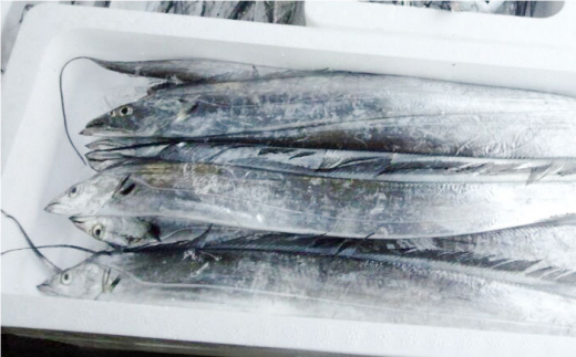 【全3回定期便】旬のおまかせ 厳選鮮魚セット 3～4人前(2～3魚種) 三浦半島産 旬の鮮魚 詰め合わせ セット プロが厳選  横須賀 鮮度抜群 海の幸 生魚 定期 海鮮 魚介 獲れたて【長井水産株式会社】 [AKAJ015]