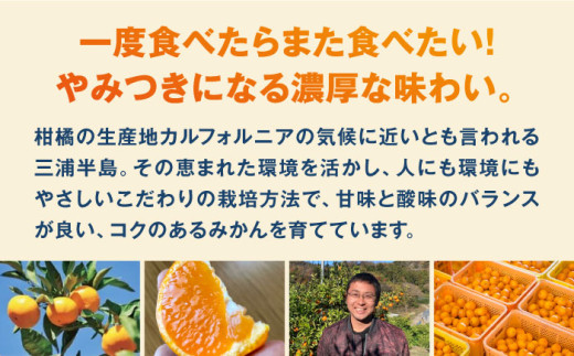 【約10kg】温州みかん Sサイズ 津久井浜みかん 蜜柑 ミカン 果物 柑橘 フルーツ 横須賀【志村農園】 [AKGH001-3]