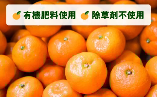 【約7㎏】温州みかん Lサイズ 津久井浜みかん 蜜柑 ミカン 果物 柑橘 フルーツ 横須賀【志村農園】 [AKGH003-2]