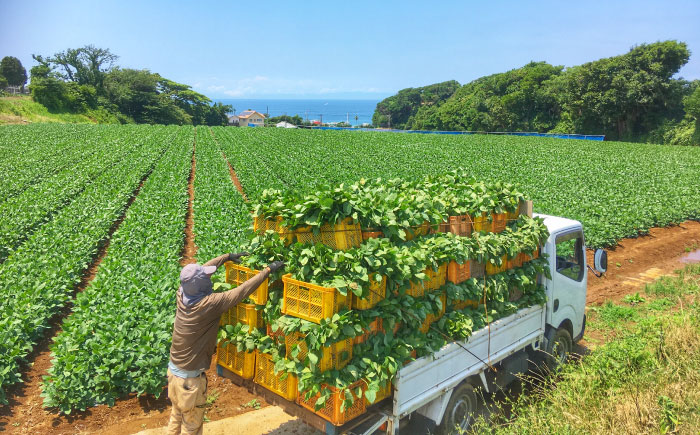 【先行予約】【数量限定100セット】はねっ娘 枝豆 1.5kg（300g×5袋）【有限会社岩崎ファーム】えだまめ 枝豆 あまおとめ [AKCZ001]