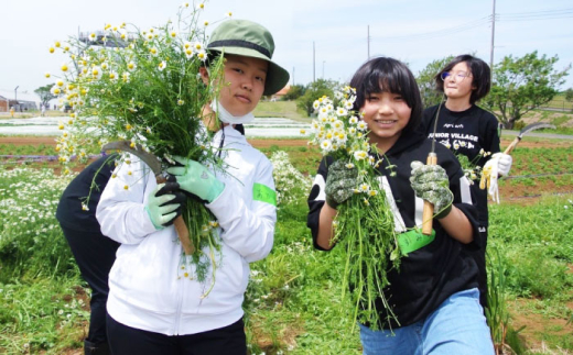 【数量限定100セット】カモミール　ハンドクリーム 2本セット　【グローカルデザインスクール株式会社】 [AKCP003]