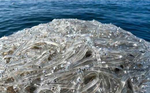 釜揚げ 湘南しらす 600g 小分け 120g×5パック / しらす 湘南 ふわふわ 食感 冷凍 国産 シラス お取り寄せ 人気 佐島 横須賀 かながわブランド 神奈川県 【平敏丸】  [AKEZ001] 10000円 1万円