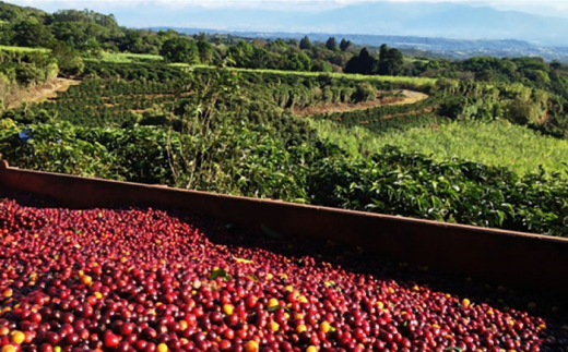 コーヒー豆 お試し 自家焙煎 中煎り ブラジル 200g×4 TSUKIKOYA COFFEE ROASTER ツキコヤ 珈琲 こだわり 横須賀【株式会社RUINS】 [AKAD040]