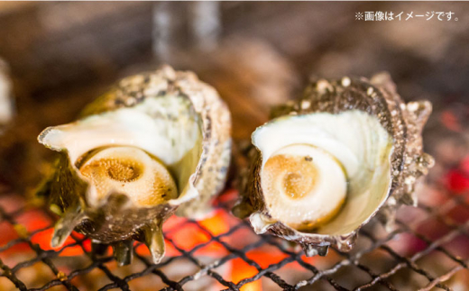 三浦半島 サザエ 中サイズ 約2kg 13〜20個  さざえ 産地直送 貝 冷蔵 【長井水産株式会社】 [AKAJ005]