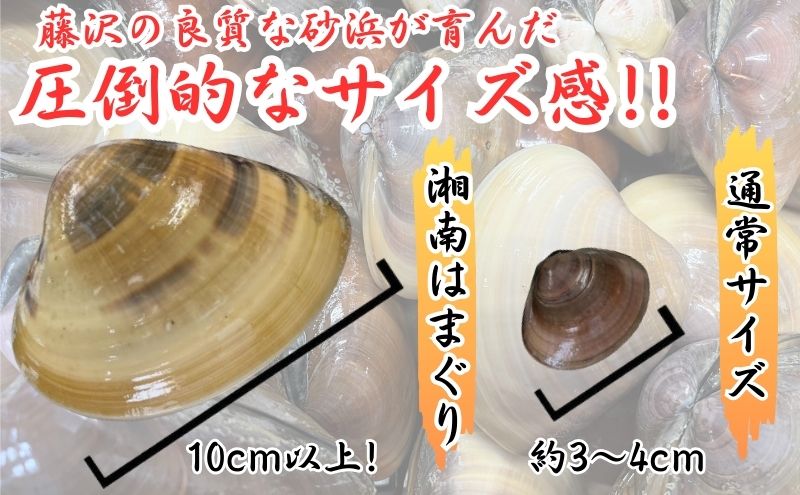 湘南はまぐり 1.5kg 冷凍 焼き蛤 酒蒸し お吸い物 炊き込みご飯 パスタ 江の島 江ノ島 A1