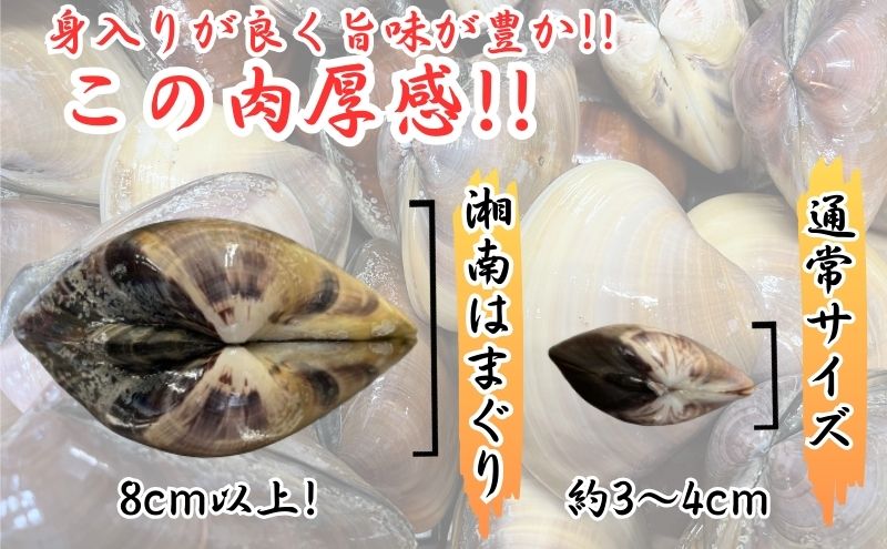 湘南はまぐり 1.5kg 冷凍 焼き蛤 酒蒸し お吸い物 炊き込みご飯 パスタ 江の島 江ノ島 A1