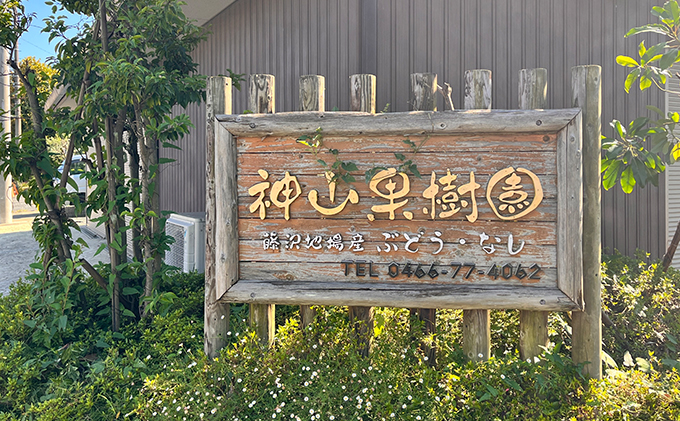 湘南梨 シャインマスカット 2kg 神奈川県藤沢市産 